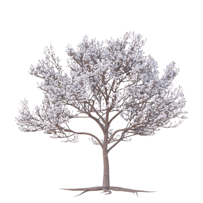Tree With Arise Inscription